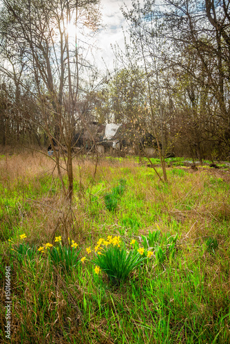 Vibrant Green Grass and Blooming Daffodils in Front of a Secluded Derelict House