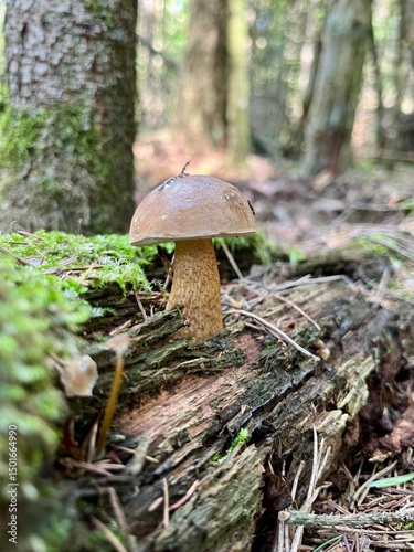 Unique mushroom growing on a decaying log in a lush forest during daylight