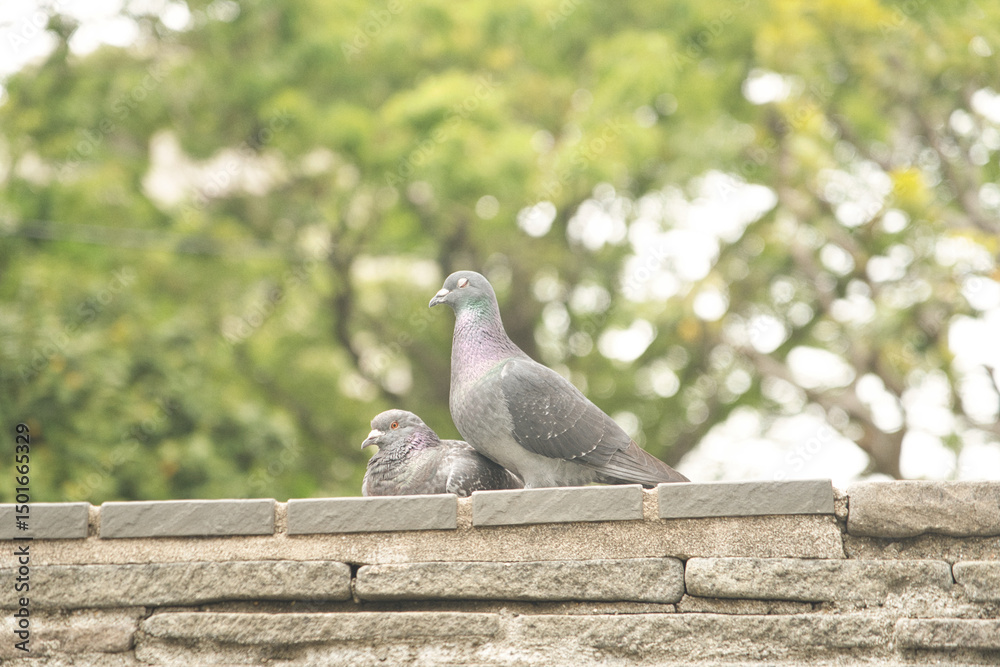 Obraz premium 公園の鳥