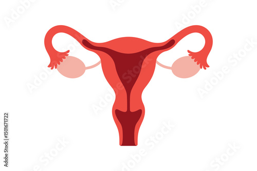 Female reproductive system anatomy uterus ovaries