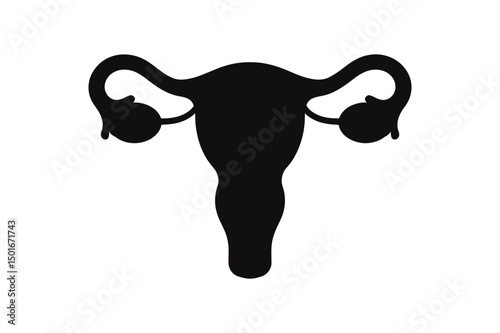 Uterus anatomy female reproductive system diagram
