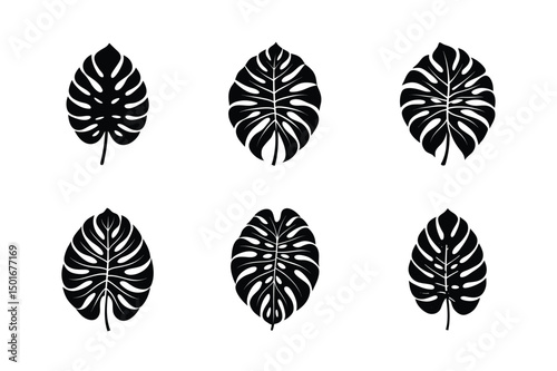 Monstera leaf silhouette bundle  illustration, Monstera leaf silhouette vector 