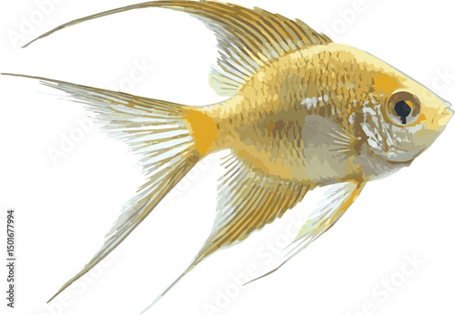 gold fish on white background