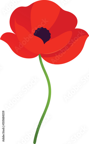 Poppy flower vector illustration on transparent background.