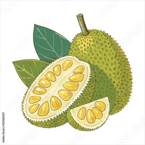 Jackfruit Vector