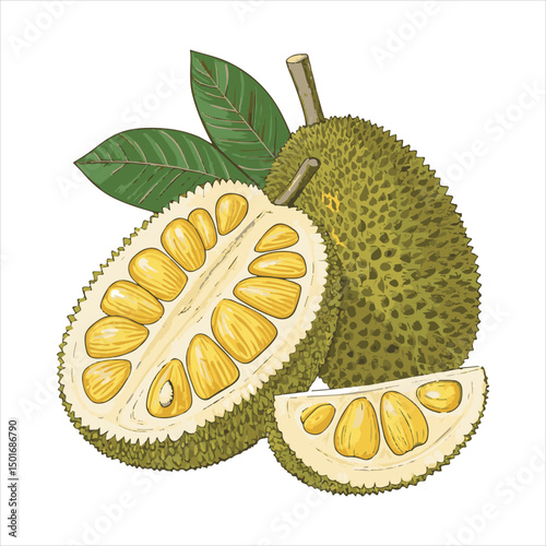 Jackfruit Vector