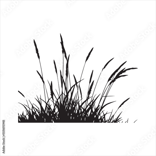 Silhouette of Wild Grass and Wheat Stalks on White Background