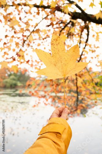 Holding a yellow maple leaf in the hand, colorful autumn foliage, fall season, orange, yellow and red colored leaves