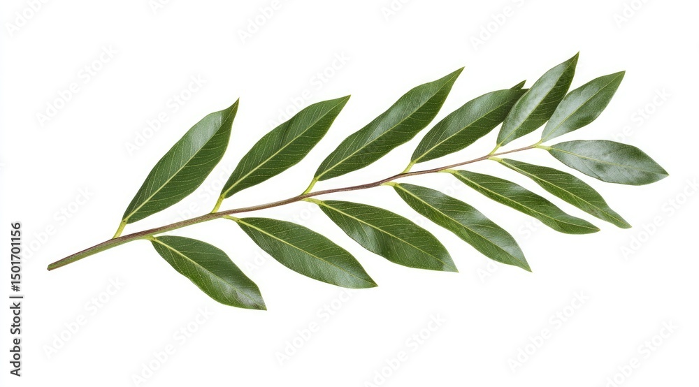 Fototapeta premium Fresh laurel leaves, vibrant green, stem with leaves arranged in a row, isolated on white background