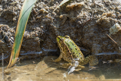 Marsh frog sits in lake and watches close-up. Green toad species of tailless amphibians of family ranidae. Single reptile of pelophylax ridibundus common in water. Portrait wet wild animal in pond.