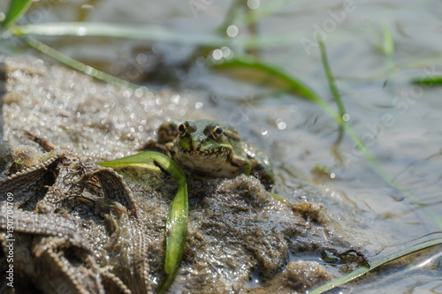 Marsh frog sits in lake and watches close-up. Green toad species of tailless amphibians of family ranidae. Single reptile of pelophylax ridibundus common in water. Portrait wet wild animal in pond. photo