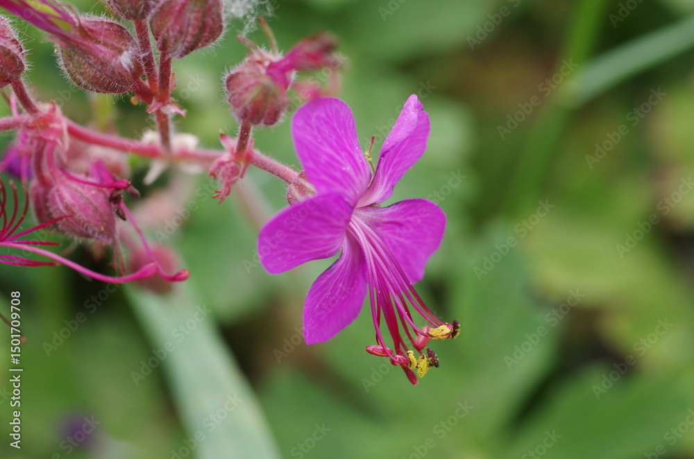 Obraz premium Pink flower