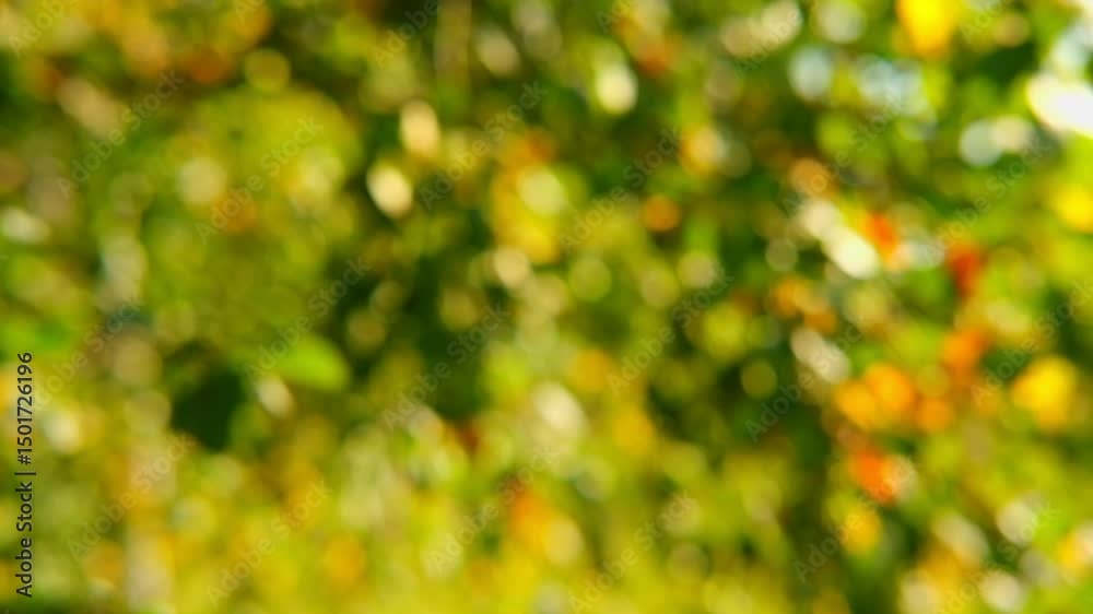 Defocused nature video background. Blurred green leaves and grass lawn in sunlight. Close up. Abstract natural backdrop, beauty bokeh. Blur of summer meadow. Mock Up for Bio Care, Eco Product Montage Defocused nature video background. Blurred green leaves and grass lawn in sunlight. Close up. Abstract natural backdrop, beauty bokeh. Blur of summer meadow. Mock Up for Bio Care, Eco Product Montage
