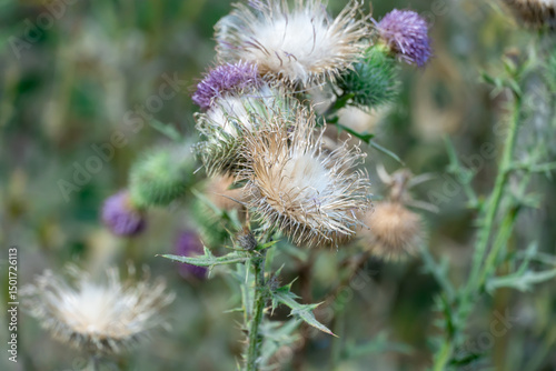 Sharp blooming field thistle with tufts of fluff close-up. Blossoming cirsium arvense or pink sow thistle growing in meadow. Carduus burdock of the asteraceae family dangerous to high nitrite content. photo