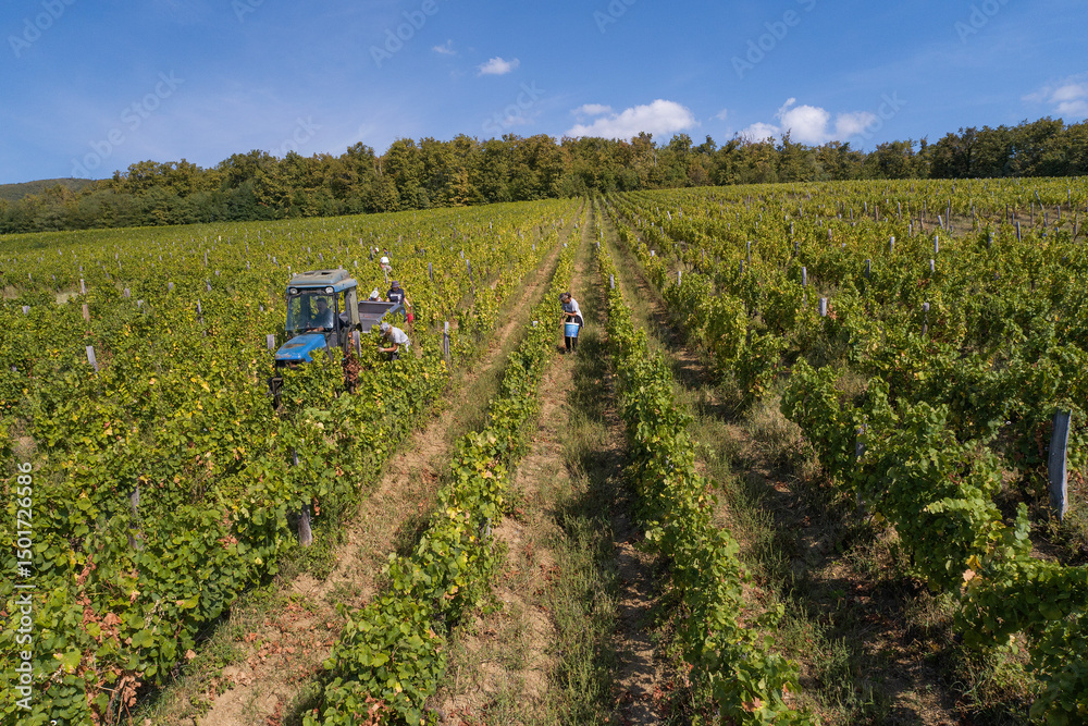 Aerial view of Ivan Enjingi vineyards with green grapevines and farming equipment, Kutjevo, Croatia. Aerial view of Ivan Enjingi vineyards with green grapevines and farming equipment, Kutjevo, Croatia.