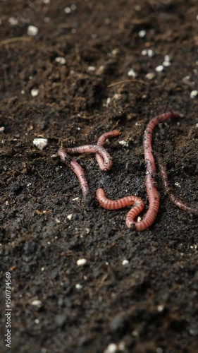 Live Bait Earthworms Ready for Fishing Hook