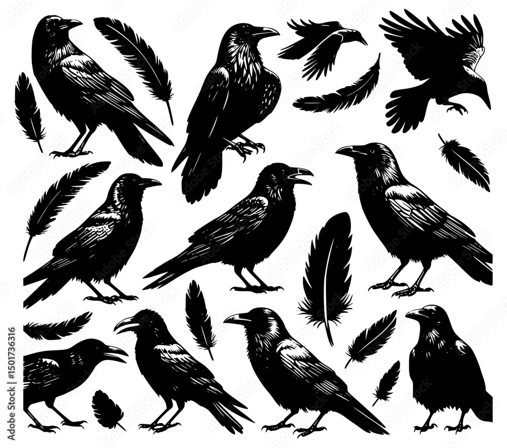 Fototapeta premium black and white crow, set of birds