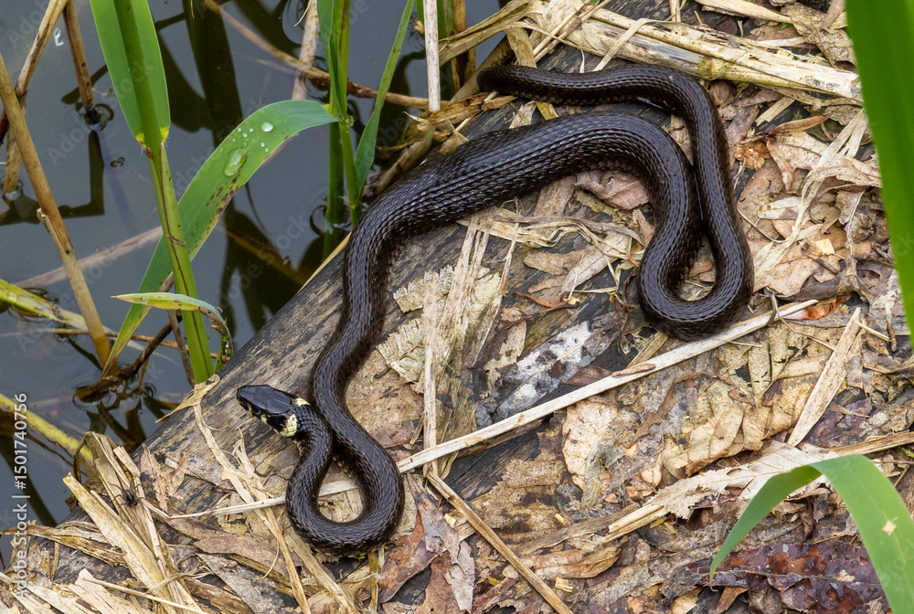 Fototapeta premium A grass snake (Natrix natrix) sitting on a plank at the water's edge