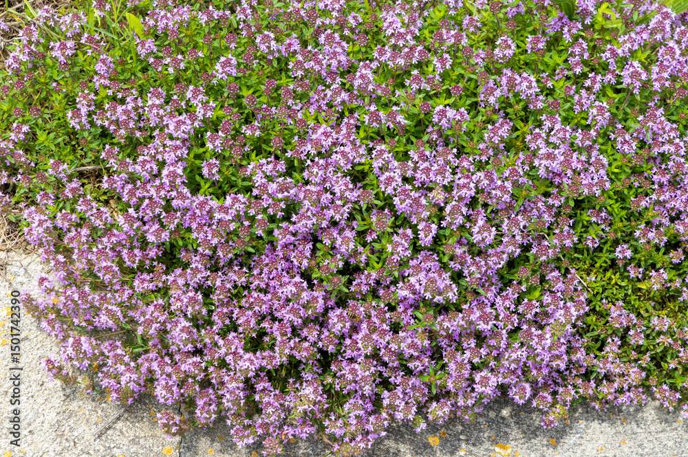 Obraz premium Close-up of many Thymus serpyllum flowers