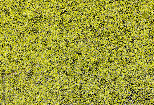 Close-up of a carpet of Lemna minor plants on the water surface