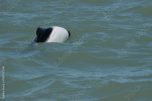 Commerson's dolphin (Cephalorhynchus commersonii) in Puerto Deseado