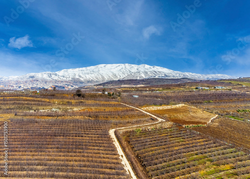 Aerial view of naked vineyard at winter, Golan Heights, Israel.