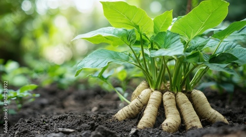 Suma Root – Brazilian Adaptogen Known as “Brazilian Ginseng”
