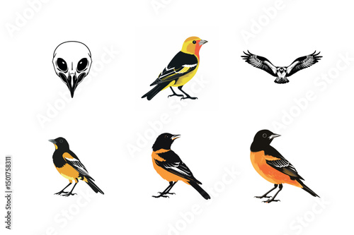 Bird illustrations black and yellow birds and hawk
