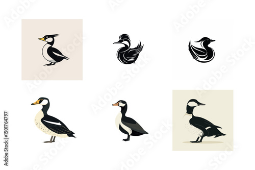 Six illustrations of smew and harlequin ducks