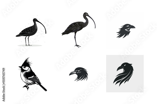 Black and white bird illustrations ibis curlew and crested tit