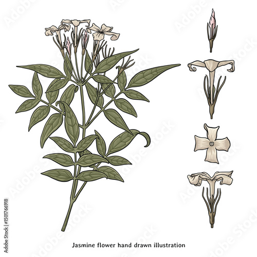 Jasmine Flower Botanical Illustration – Vintage Engraving with Morphological Elements
