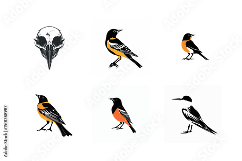 Bird illustrations black and orange designs with skull