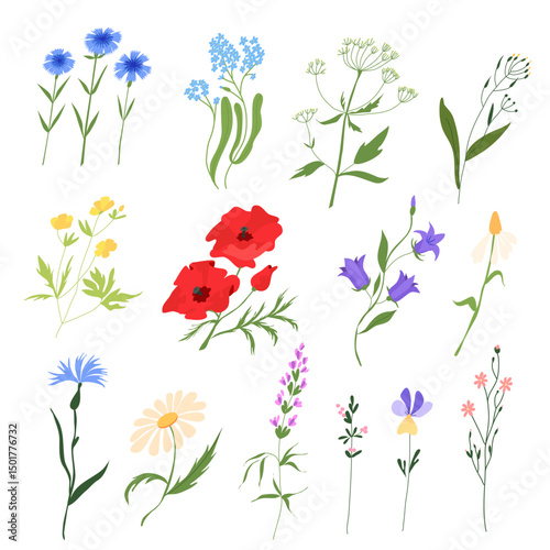 Set floral from field blooms. Floristic elegant and gentle flowers.