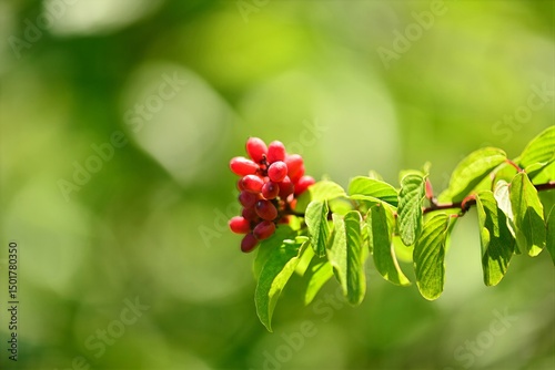 High-resolution photo of Stauntonia hexaphylla, a Korean medicinal plant featuring red clustered fruits and glossy compound leaves.