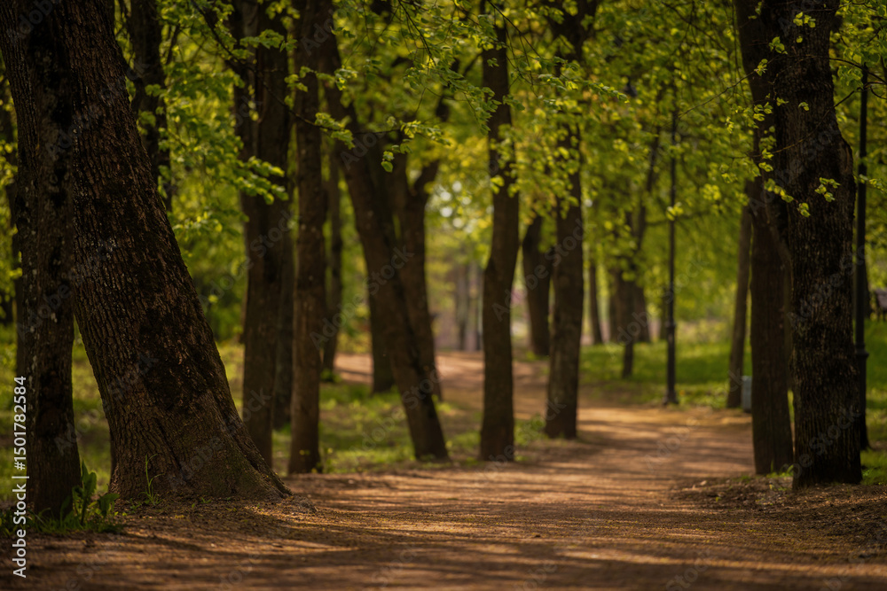 Naklejka premium quiet path in a sunny spring park with lush green foliage