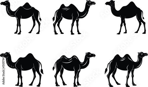Photography Set of Camel silhouette Vector Illustration