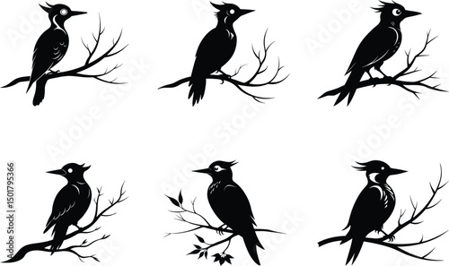 Set of  Woodpecker Bird Silhouette Vector Illustration

