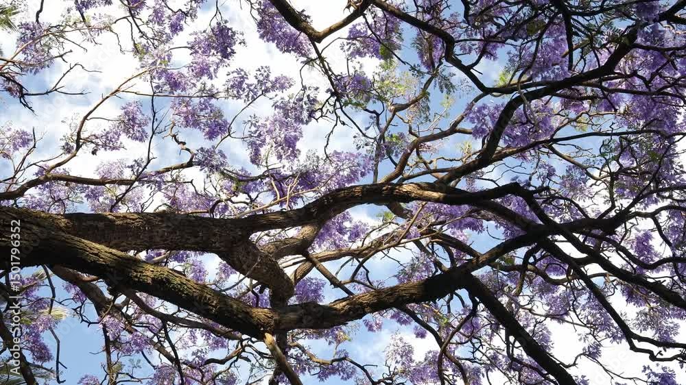 Beautiful jacaranda tree with vibrant purple flowers against a soft sky, showcasing nature's stunning beauty and tranquility