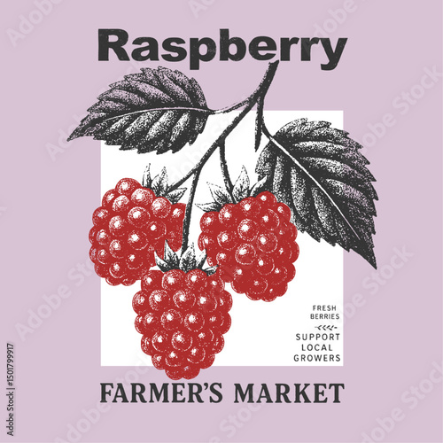 Vintage Raspberry branch sketch . raspberry vector drawing.  t-shirt design in vintage fruit print in blackberries. Summer fruit engraved style illustration.