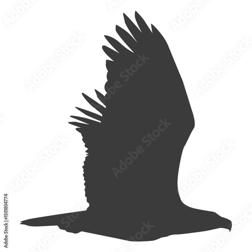 Eagle wing fly flying beak silhouette bird