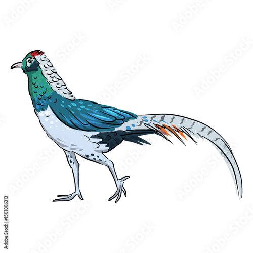 Chinese pheasant bird