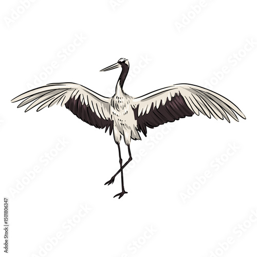 White crane bird