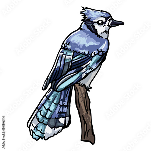 Realistic hand drawn bird blue jay