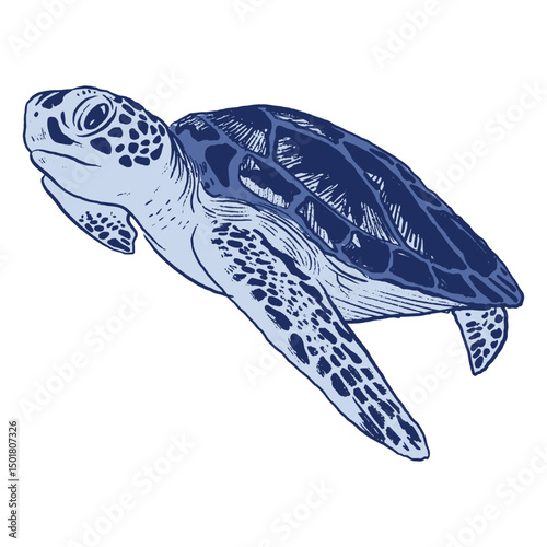 Blue sea turtle monochromatic