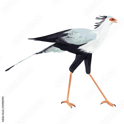 Graceful secretary bird taking a walk