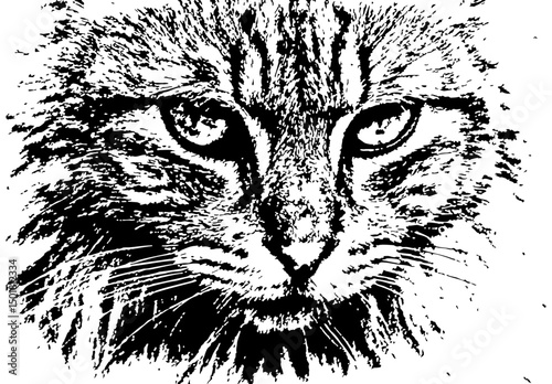 cat face vector
