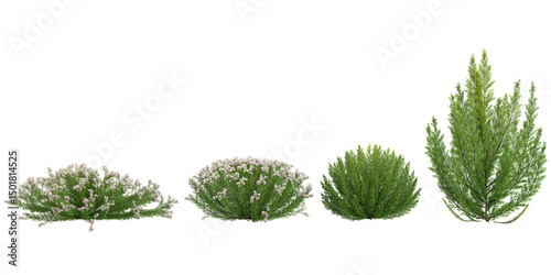 Collection of Rosemary plants on transparent background