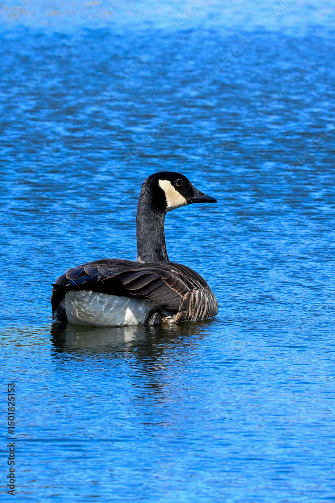 Fototapeta premium Canard nageur au parc de Montreal 