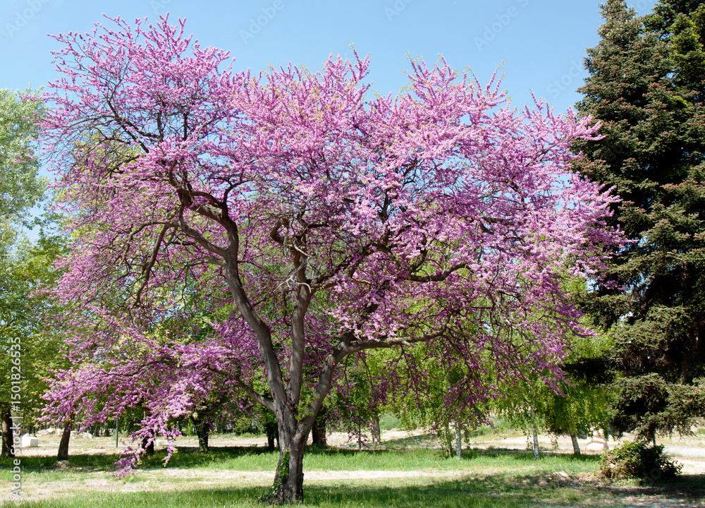 Fototapeta premium Cercis redbud tree on Saint Constantine and Helena resort in Bulgaria