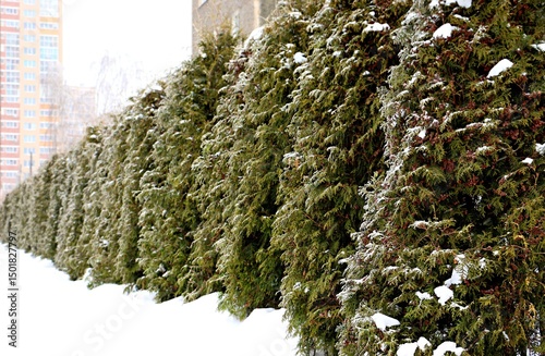 Decorative fence made of evergreen thujas covered with snow